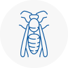 Hucknall Under Huthwaite Wasp Nest Removal